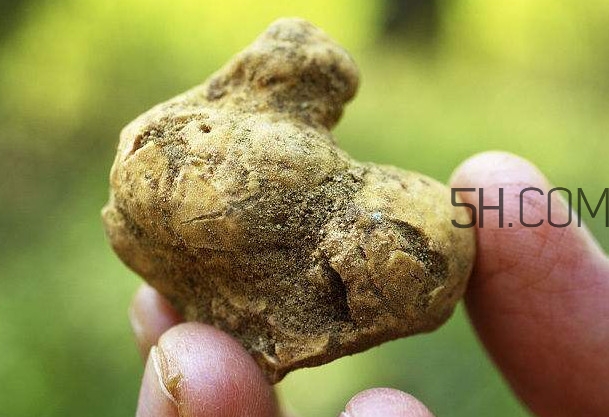 白松露是什么？白松露的功效與作用
