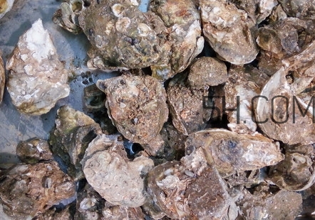 海蠣子有什么營養(yǎng)價(jià)值？海蠣子蒸多長時(shí)間