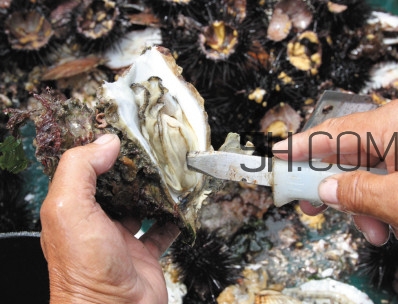 海蠣子壯陽嗎？海蠣子有寄生蟲嗎