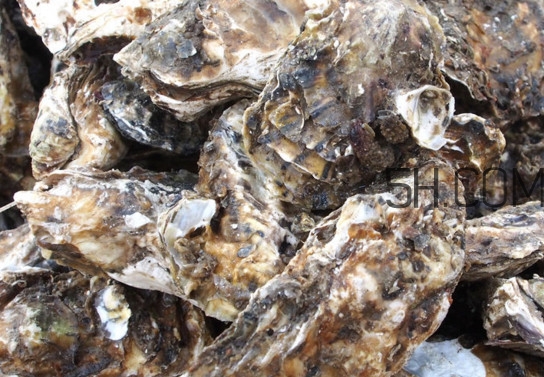 海蠣怎么做好吃？海蠣是怎么生長出來的