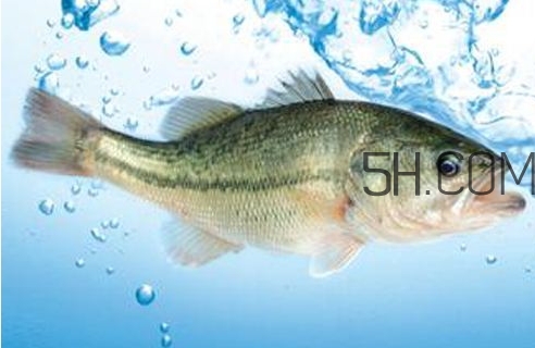 黃金鱸魚(yú)是什么品種？黃金鱸魚(yú)多少錢(qián)一斤