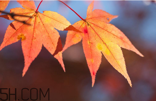 秋天犯困頭暈怎么辦？秋天吃什么補(bǔ)身體？
