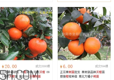 沃柑苗多少錢一株？沃柑為何叫晚熟大王