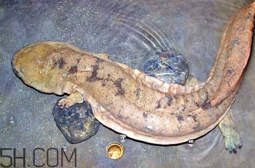 娃娃魚吃什么？娃娃魚是國家?guī)准?jí)保護(hù)動(dòng)物