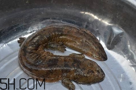 娃娃魚(yú)是魚(yú)嗎？娃娃魚(yú)買(mǎi)賣(mài)違法嗎？
