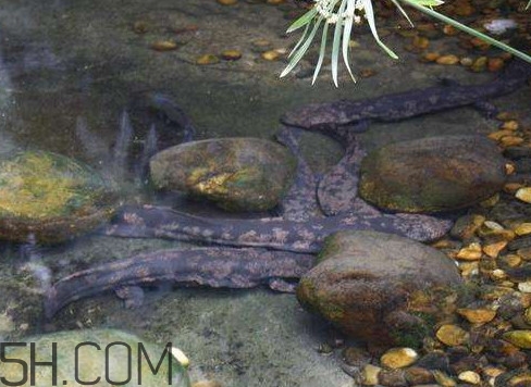 野生娃娃魚和養(yǎng)殖娃娃魚有什么區(qū)別？娃娃魚有毒嗎
