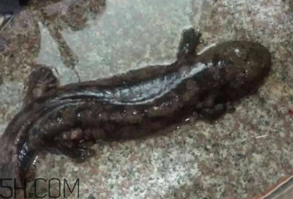 娃娃魚什么時(shí)候會(huì)叫？娃娃魚為什么叫娃娃魚