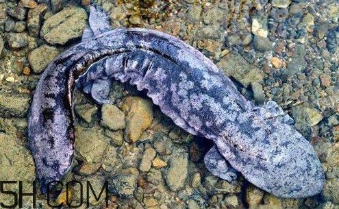 娃娃魚(yú)是魚(yú)嗎？娃娃魚(yú)買(mǎi)賣(mài)違法嗎？