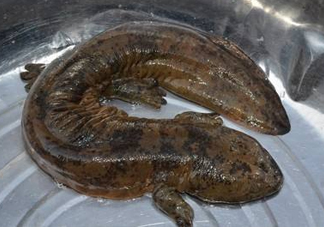 娃娃魚是魚嗎？娃娃魚買賣違法嗎？