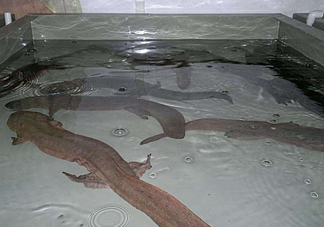 娃娃魚什么時(shí)候會(huì)叫？娃娃魚為什么叫娃娃魚