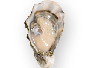 海蠣子是發(fā)物嗎？海蠣子什么人不能吃