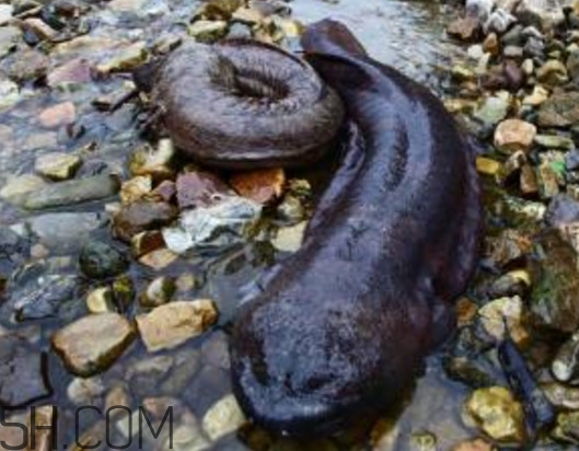 娃娃魚能治什么病？娃娃魚可以和金魚一起養(yǎng)嗎
