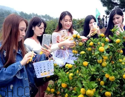 南豐蜜桔節(jié)什么時候？2017南豐蜜桔節(jié)時間
