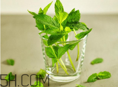 感冒可以喝酒嗎？薄荷治療感冒的方法