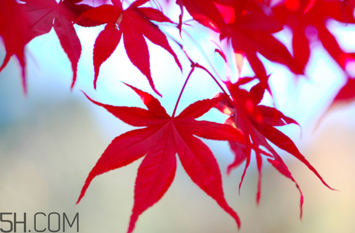 楓葉幾月份最紅？楓葉幾月的時候最美？