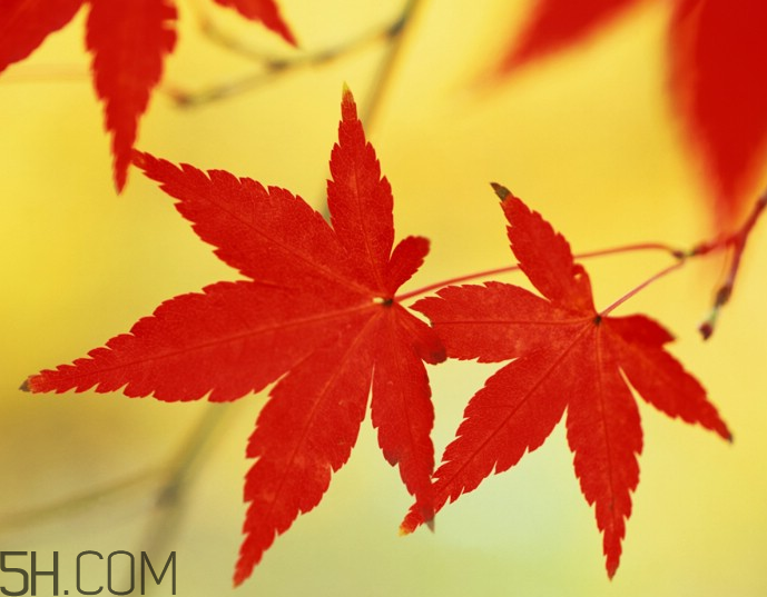 楓葉幾月份最紅？楓葉幾月的時候最美？