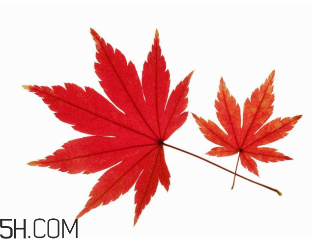 楓葉可以用來做什么？楓葉可以染頭發(fā)嗎？