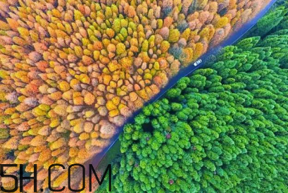 楓葉可以用來做什么？楓葉可以染頭發(fā)嗎？