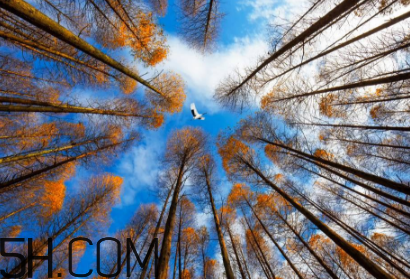 楓葉可以用來做什么？楓葉可以染頭發(fā)嗎？
