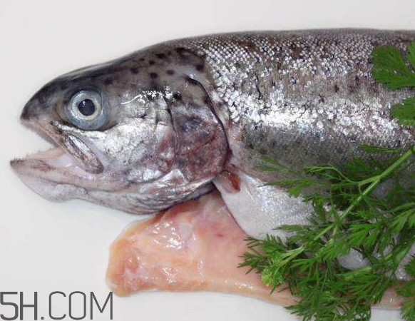 鮭魚是什么魚？鮭魚多少錢一斤