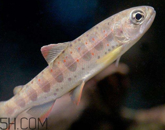 鮭魚(yú)是三文魚(yú)嗎？鮭魚(yú)的營(yíng)養(yǎng)價(jià)值