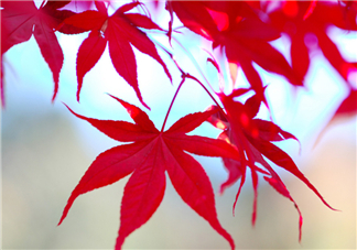楓葉幾月份最紅？楓葉幾月的時候最美？