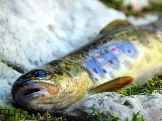 鮭魚是什么魚？鮭魚多少錢一斤