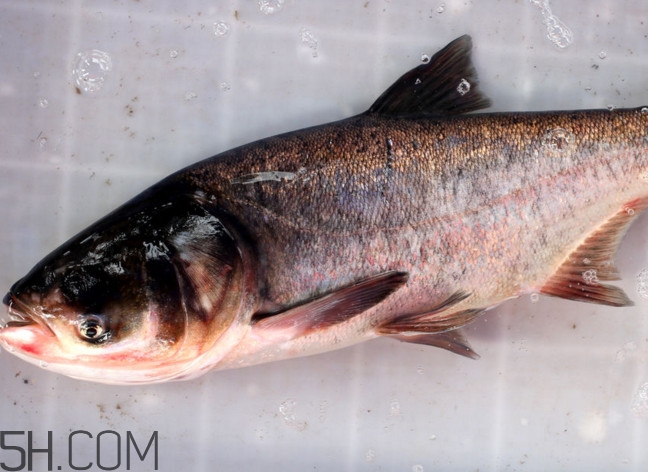 胖頭魚有什么營(yíng)養(yǎng)？胖頭魚是鰱魚嗎