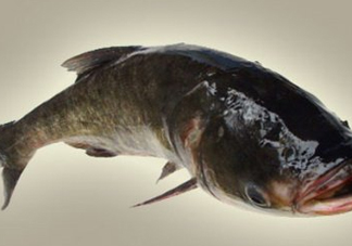 胖頭魚是什么魚？胖頭魚是發(fā)物嗎