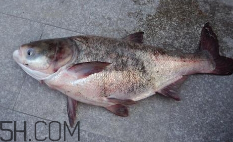 胖頭魚是花鰱魚嗎？胖頭魚是河魚還是海魚