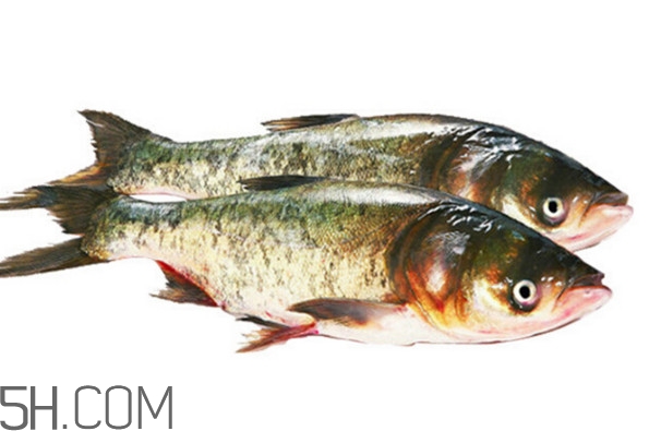 胖頭魚怎么做好吃？胖頭魚怎么釣