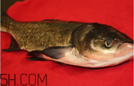 胖頭魚(yú)可以做魚(yú)丸嗎？胖頭魚(yú)可以做酸菜魚(yú)嗎