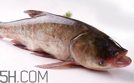 胖頭魚(yú)可以做魚(yú)丸嗎？胖頭魚(yú)可以做酸菜魚(yú)嗎
