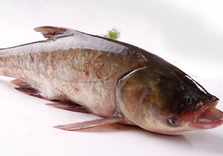 胖頭魚是花鰱魚嗎？胖頭魚是河魚還是海魚