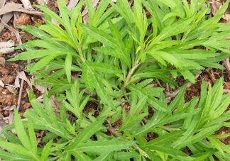 擇藜蒿手臟怎么洗？藜蒿和水芹菜的區(qū)別