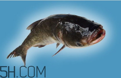 胖頭魚吃什么？胖頭魚怎么殺