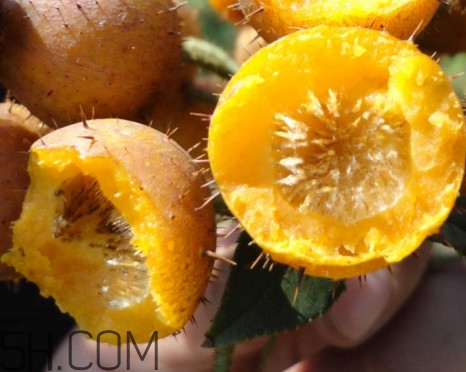 刺梨能降血壓嗎？刺梨是哪里的特產(chǎn)