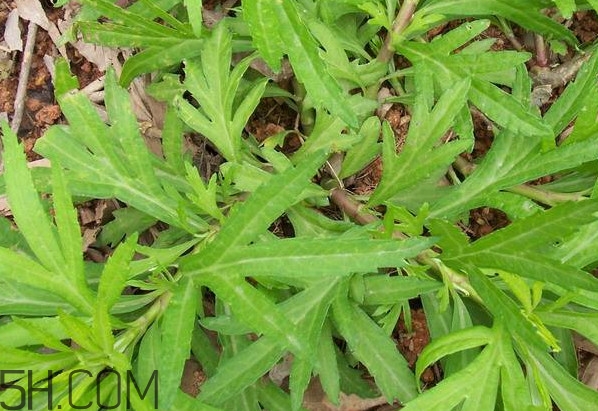 擇藜蒿手臟怎么洗？藜蒿和水芹菜的區(qū)別