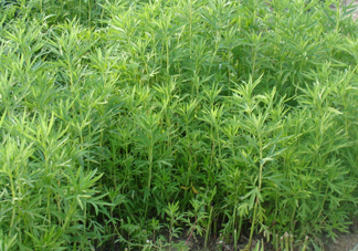 藜蒿是什么植物？藜蒿怎么種植
