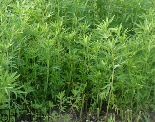 藜蒿是什么植物？藜蒿怎么種植