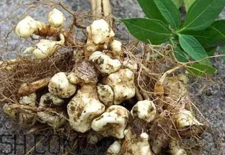 菊芋怎么做好吃？菊芋怎么腌制