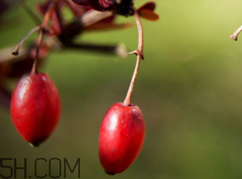 山茱萸什么時候成熟？山茱萸什么時候結(jié)果？