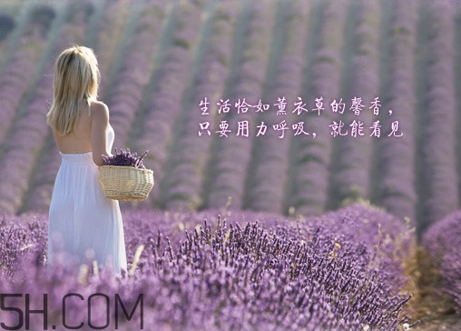 香柏樹薰衣草敏感修復(fù)乳液怎么樣？多少錢？