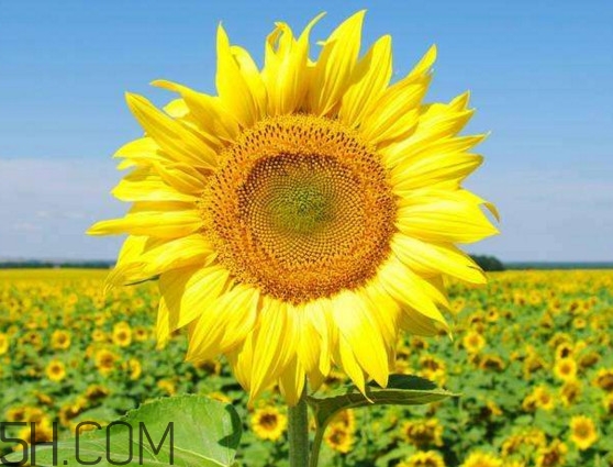 向日葵什么時(shí)候開花？向日葵什么時(shí)候成熟