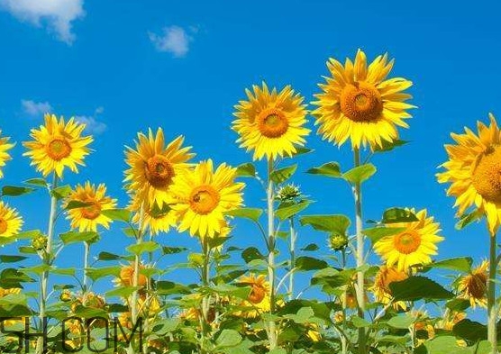 向日葵向什么方向？向日葵的花語是什么