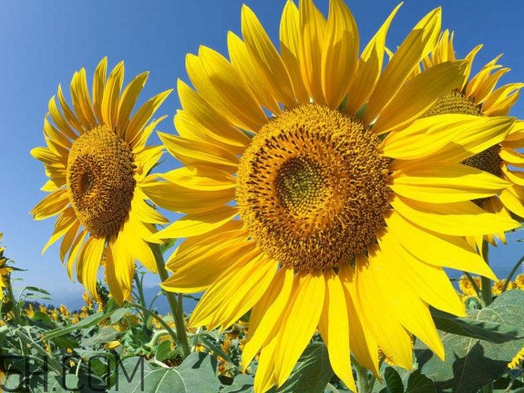 向日葵什么時(shí)候開花？向日葵什么時(shí)候成熟
