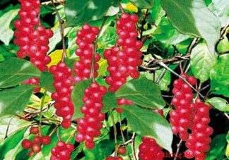 山茱萸什么時(shí)候成熟？山茱萸什么時(shí)候結(jié)果？