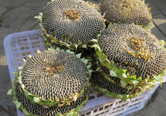 一朵向日葵能結(jié)多少葵花籽？葵花籽為什么也會致癌