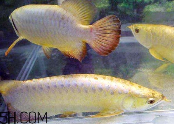 金龍魚有什么寓意？金龍魚有幾個(gè)品種