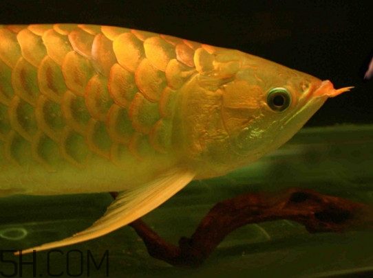 什么魚和金龍魚一起養(yǎng)好？金龍魚怎么養(yǎng)